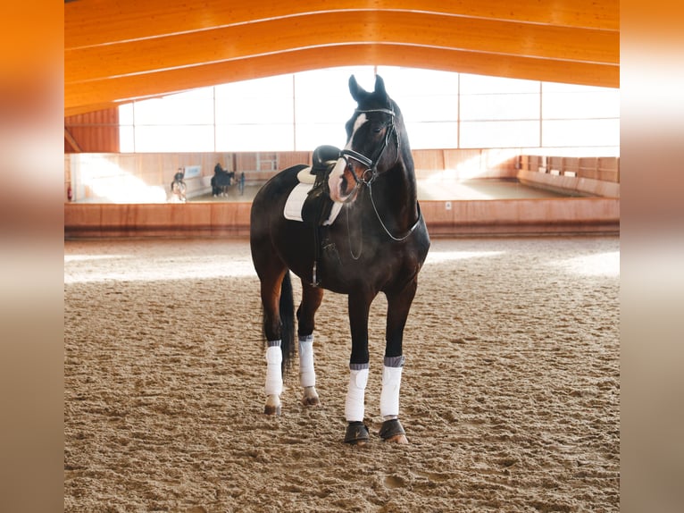 Oldenburg Castrone 10 Anni 179 cm Baio scuro in Otterwisch