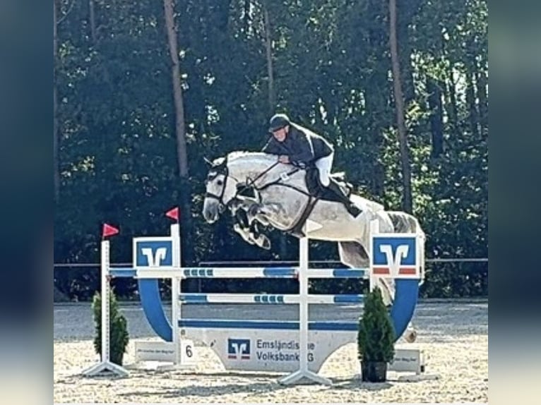 Oldenburg Castrone 10 Anni 188 cm Grigio in Dörpen