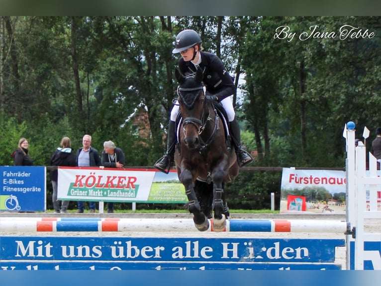 Oldenburg Castrone 11 Anni 161 cm Baio in Fürstenau