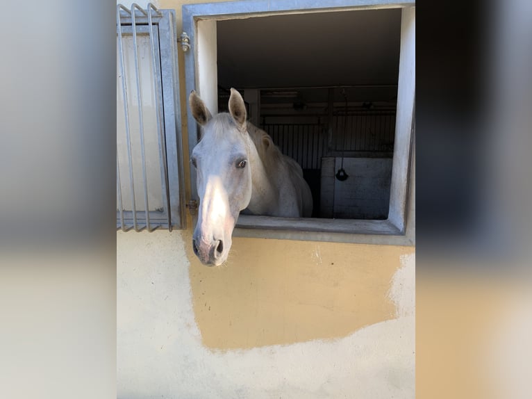 Oldenburg Castrone 11 Anni 165 cm Grigio in Freden (Leine)