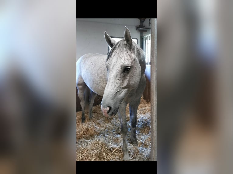 Oldenburg Castrone 11 Anni 165 cm Grigio trotinato in Saalow