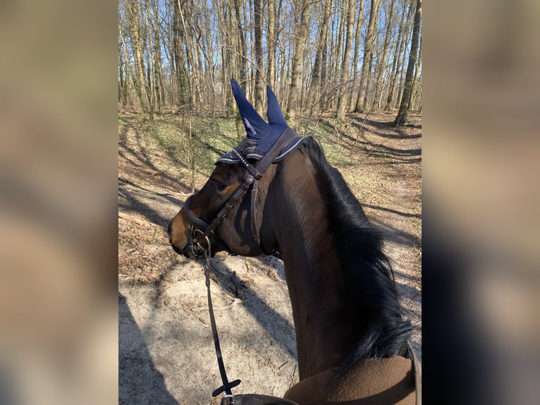 Oldenburg Castrone 11 Anni 166 cm Baio scuro in Bad Bentheim