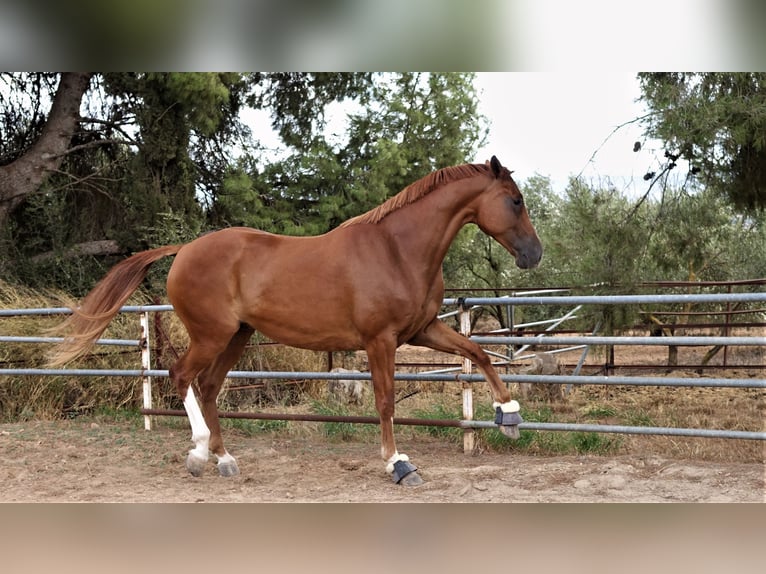 Oldenburg Castrone 11 Anni 167 cm Sauro scuro in Elx/Elche