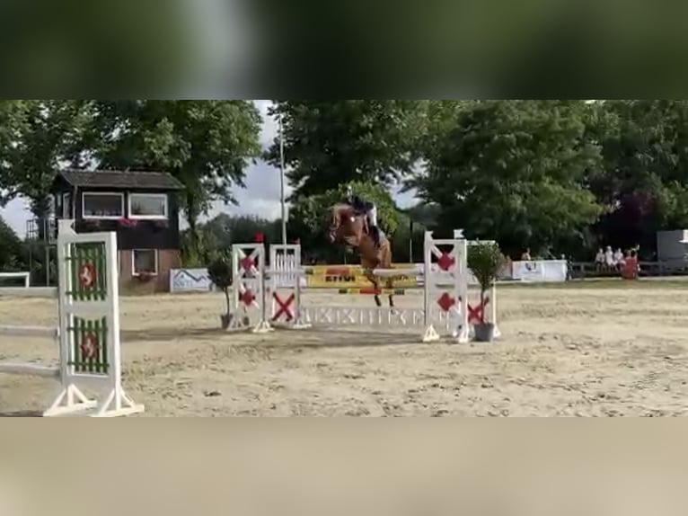 Oldenburg Castrone 11 Anni 168 cm Baio in Münster