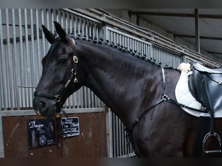 Oldenburg Castrone 11 Anni 169 cm Morello in Stadland