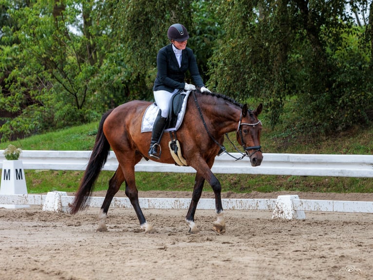Oldenburg Castrone 11 Anni 170 cm Baio scuro in Leer (Ostfriesland)