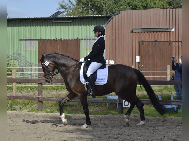 Oldenburg Castrone 11 Anni 170 cm Baio scuro in Leer (Ostfriesland)