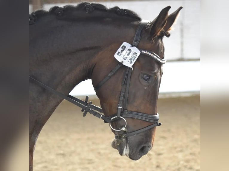 Oldenburg Castrone 11 Anni 170 cm Baio scuro in Leer (Ostfriesland)
