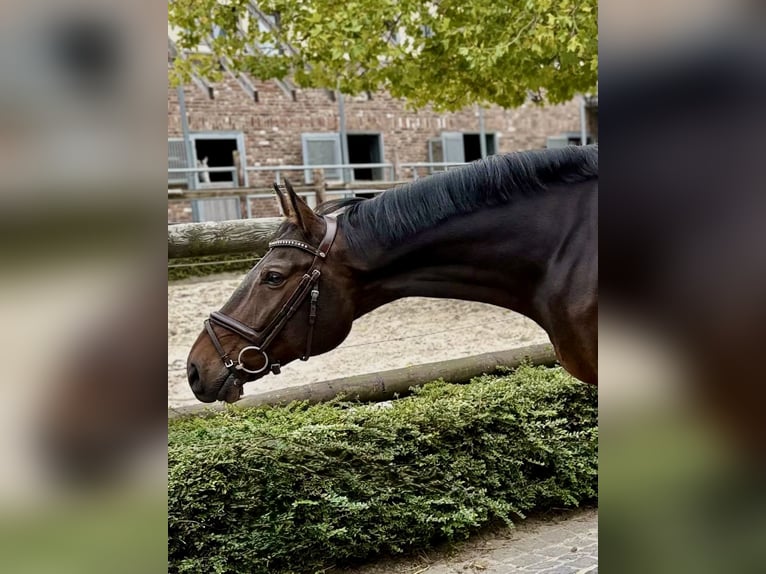 Oldenburg Castrone 11 Anni 170 cm Baio scuro in Lohne