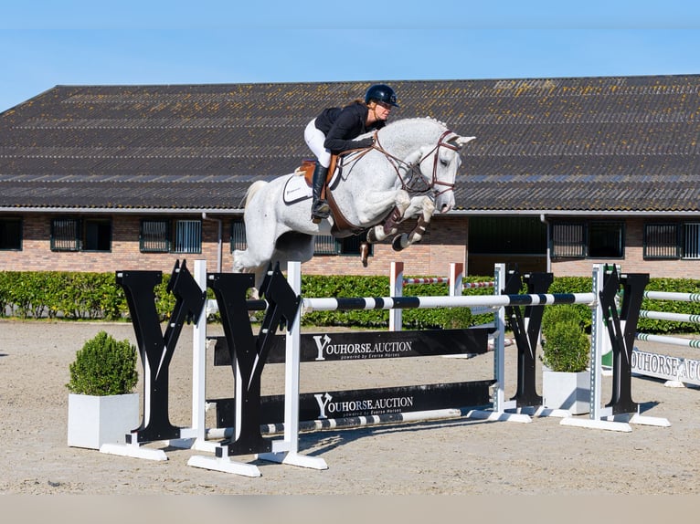 Oldenburg Castrone 11 Anni 171 cm Grigio in Waddinxveen
