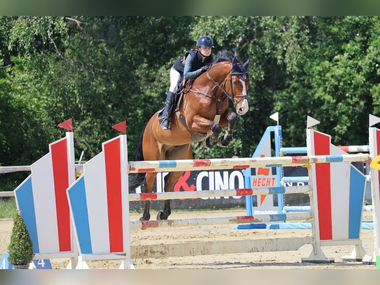 Oldenburg Castrone 11 Anni 172 cm Baio in Osterberg