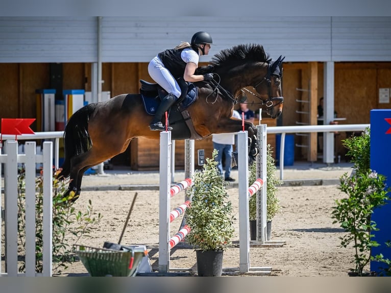 Oldenburg Castrone 11 Anni 173 cm Baio in Beggingen