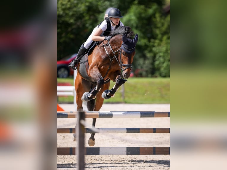 Oldenburg Castrone 11 Anni 173 cm Baio in Beggingen