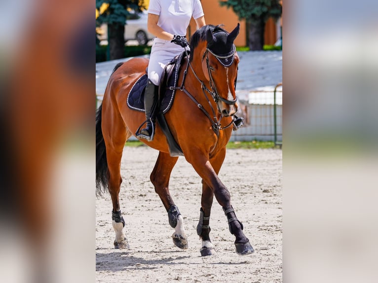 Oldenburg Castrone 11 Anni 173 cm Baio in Győrújbarát