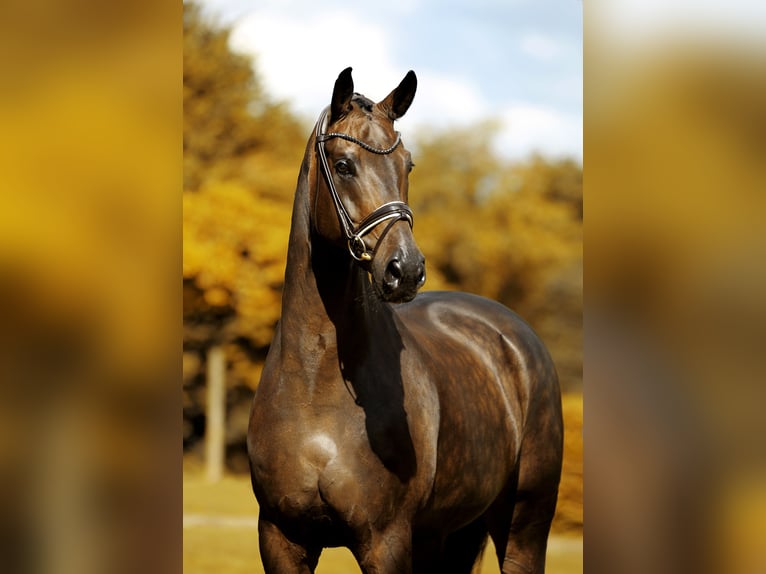 Oldenburg Castrone 11 Anni 173 cm Baio nero in Greven