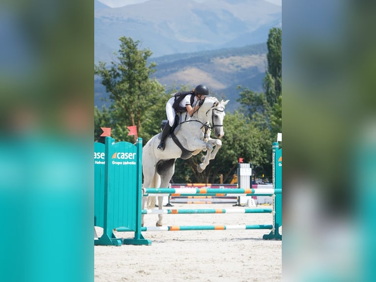 Oldenburg Castrone 11 Anni 173 cm Grigio in Castellon De La Plana/Castello De La Pla