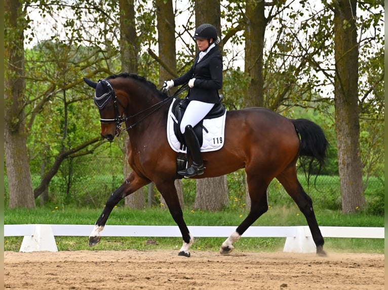 Oldenburg Castrone 11 Anni 175 cm Baio scuro in Grabowhöfe