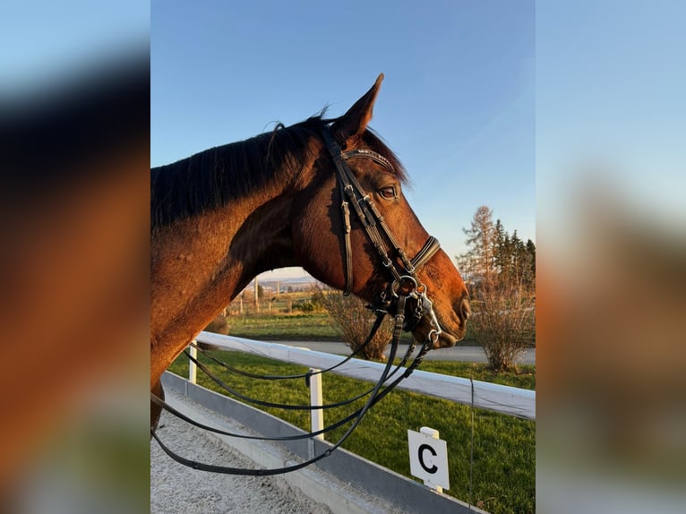 Oldenburg Castrone 11 Anni 185 cm Baio in Ludwigsburg