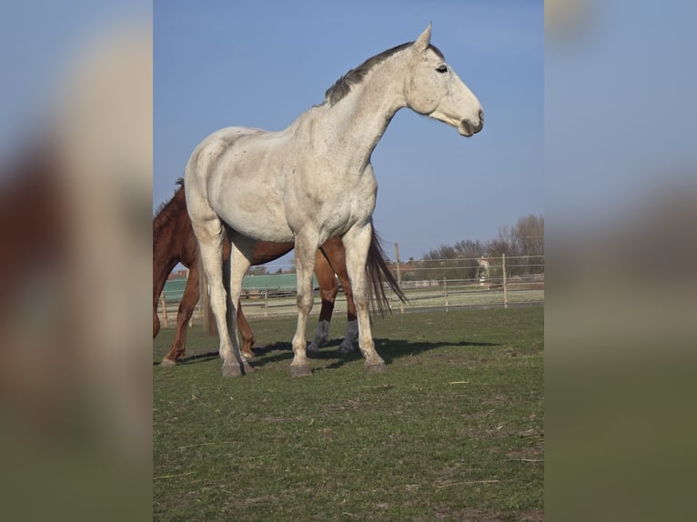 Oldenburg Castrone 11 Anni Grigio in Frauenkirchen
