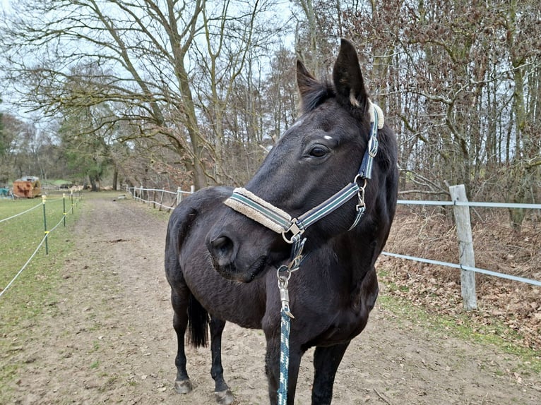 Oldenburg Castrone 12 Anni 165 cm Morello in Tessin