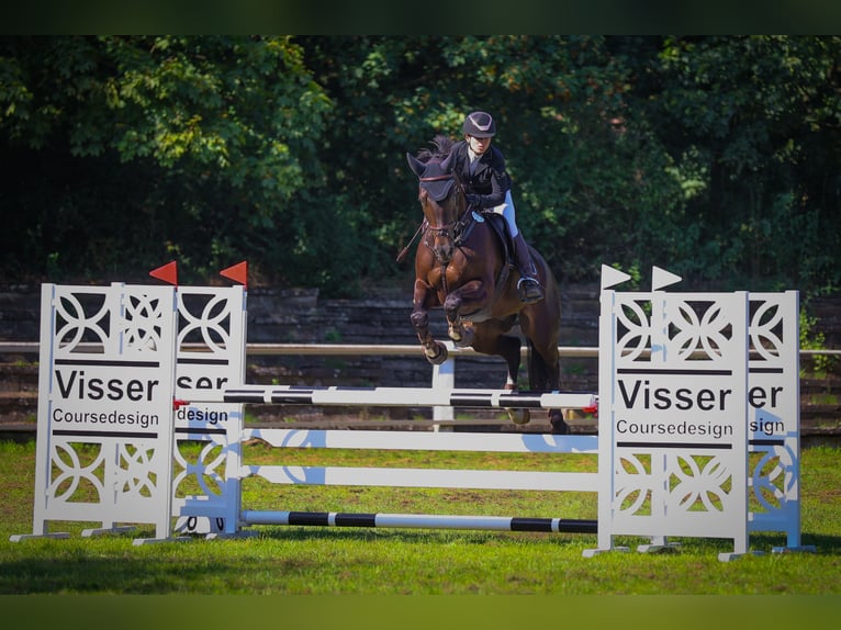 Oldenburg Castrone 12 Anni 166 cm Baio nero in Syke