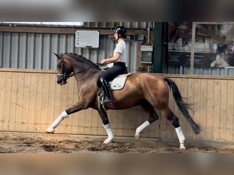 Oldenburg Castrone 12 Anni 168 cm Baio in Dätgen