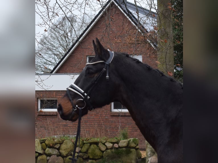 Oldenburg Castrone 12 Anni 168 cm Baio nero in Fredenbeck