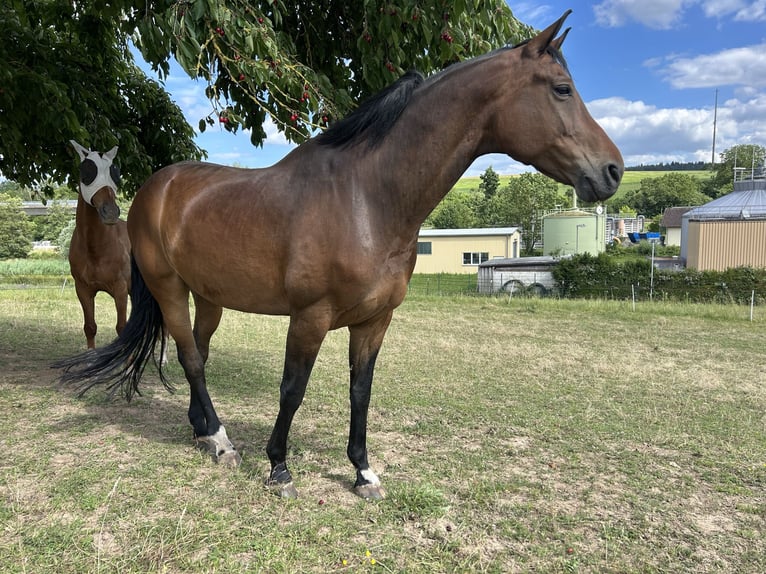Oldenburg Castrone 12 Anni 170 cm Baio in Eppingen