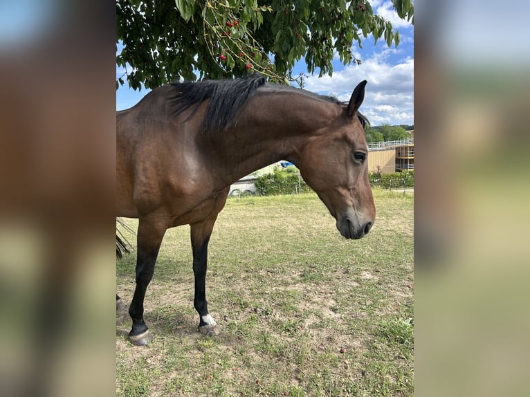 Oldenburg Castrone 12 Anni 170 cm Baio in Eppingen