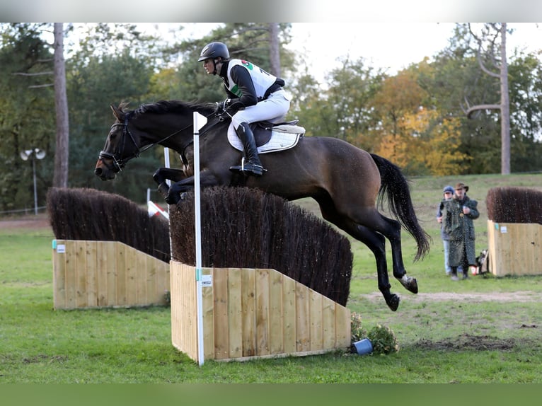 Oldenburg Castrone 12 Anni 170 cm Baio ciliegia in Warendorf