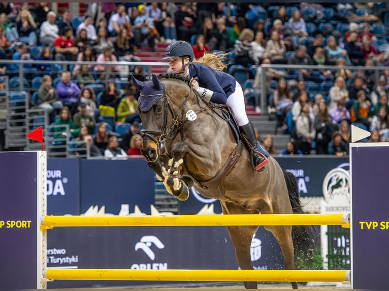 Oldenburg Castrone 12 Anni 170 cm Baio nero in Jaroszewo