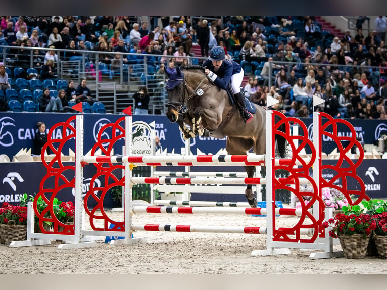 Oldenburg Castrone 12 Anni 170 cm Baio nero in Jaroszewo