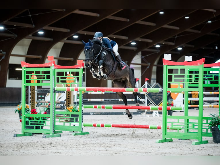 Oldenburg Castrone 12 Anni 170 cm Baio nero in Jaroszewo