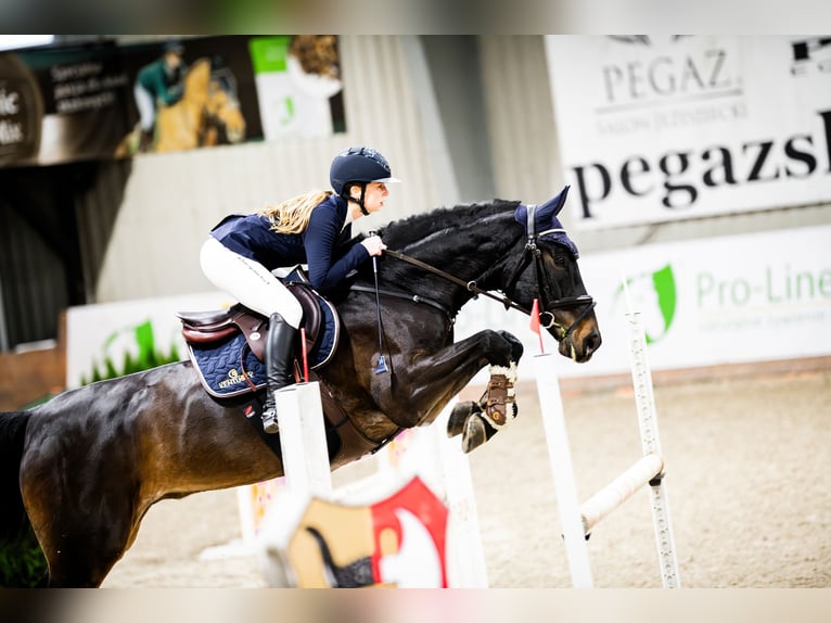 Oldenburg Castrone 12 Anni 170 cm Baio nero in Jaroszewo