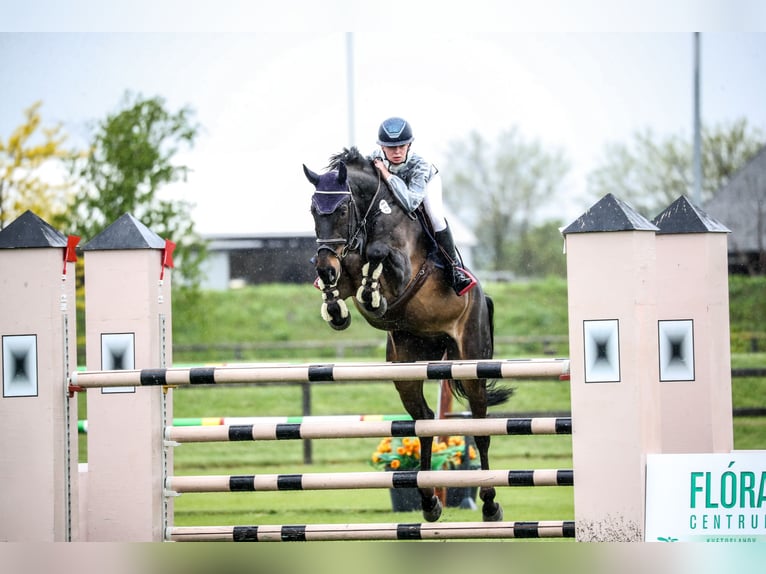 Oldenburg Castrone 12 Anni 170 cm Baio nero in Jaroszewo