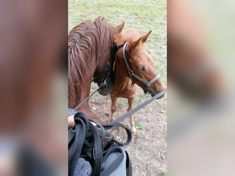 Oldenburg Castrone 12 Anni 171 cm Sauro in Kotzen