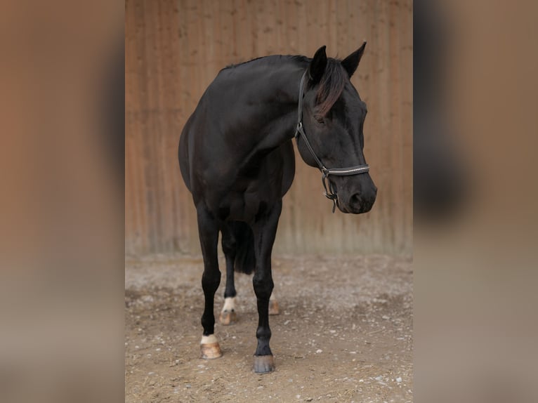 Oldenburg Castrone 12 Anni 172 cm Baio nero in Bad Soden-Salmünster