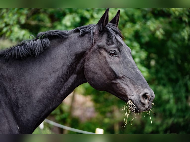 Oldenburg Castrone 12 Anni 172 cm Baio nero in Bad Soden-Salmünster