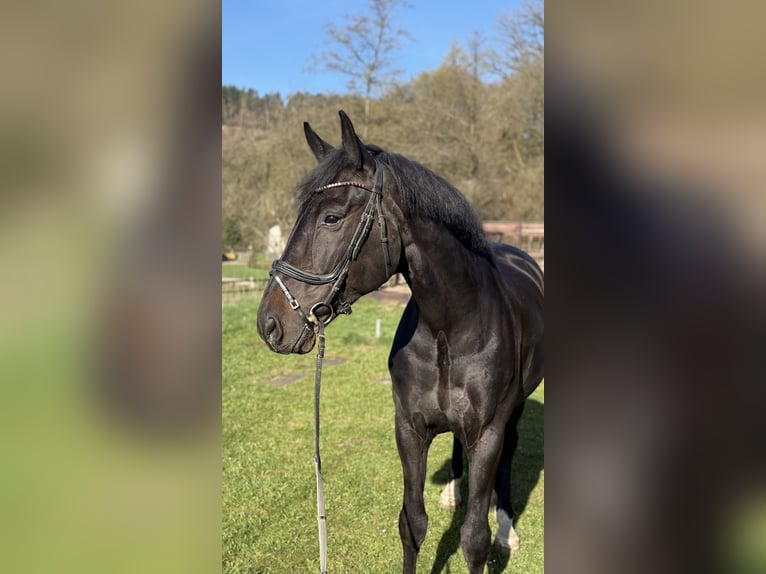 Oldenburg Castrone 12 Anni 172 cm Morello in Schenklengsfeld