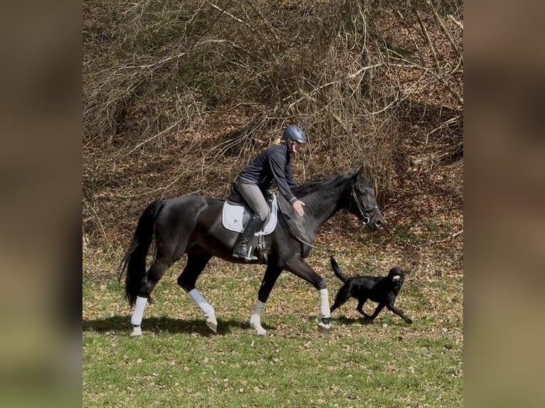 Oldenburg Castrone 12 Anni 172 cm Morello in Schenklengsfeld