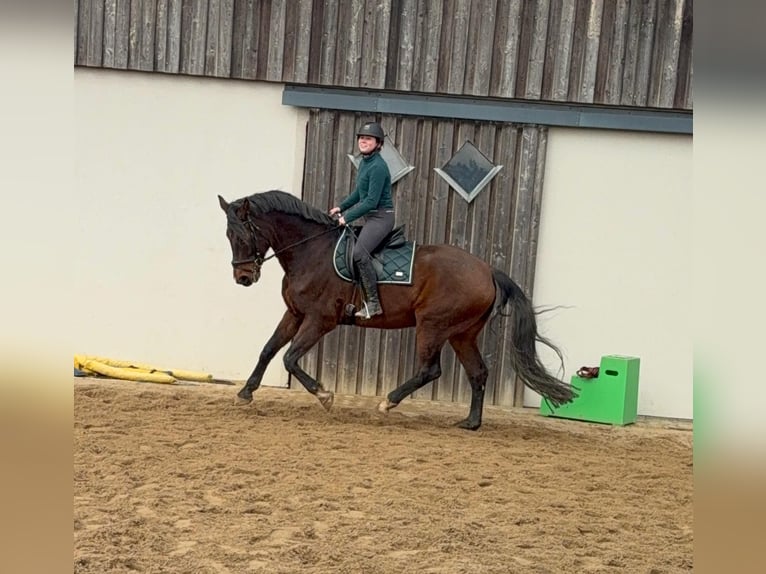 Oldenburg Castrone 12 Anni 174 cm Baio in Daleiden