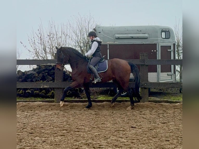 Oldenburg Castrone 12 Anni 175 cm Baio in Daleiden
