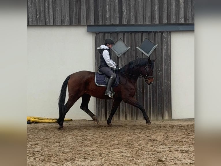 Oldenburg Castrone 12 Anni 175 cm Baio in Daleiden