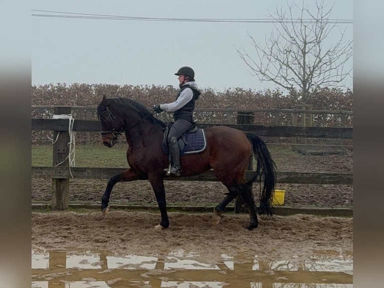 Oldenburg Castrone 12 Anni 175 cm Baio in Daleiden