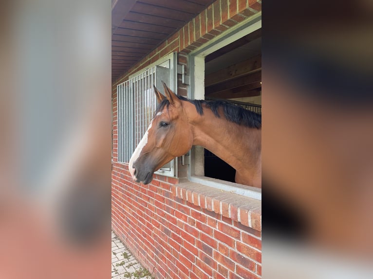 Oldenburg Castrone 12 Anni 180 cm Baio in Brechen