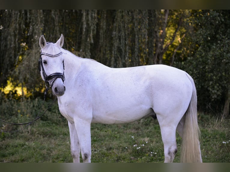 Oldenburg Castrone 13 Anni 163 cm Grigio in Niederneukirchen