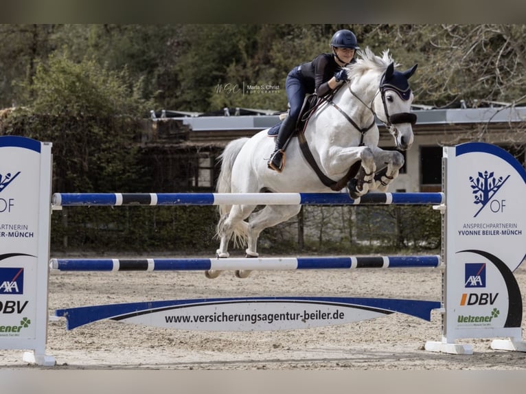 Oldenburg Castrone 13 Anni 165 cm Grigio in Kriftel