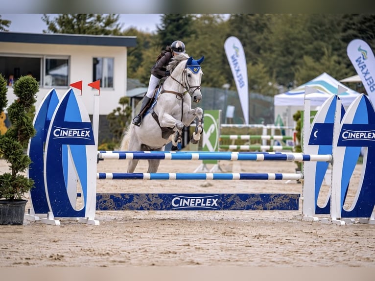 Oldenburg Castrone 13 Anni 170 cm Grigio in Nettetal