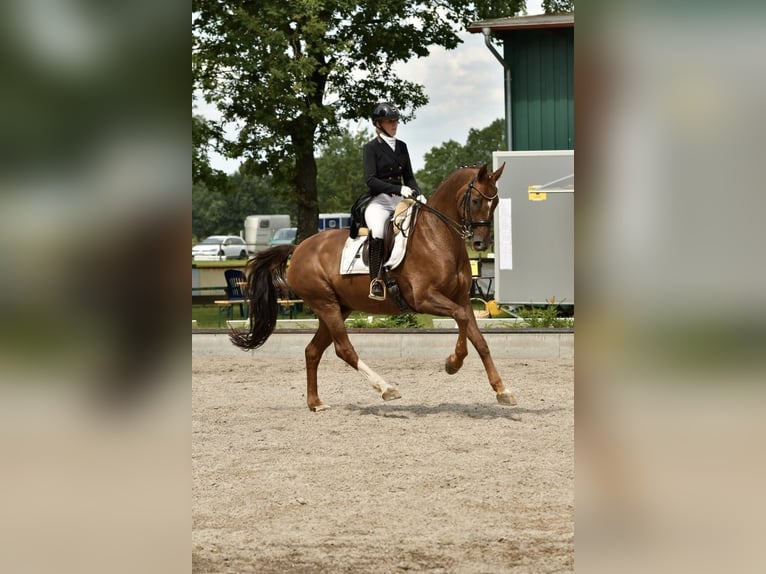 Oldenburg Castrone 13 Anni 170 cm Sauro scuro in Scharnebeck