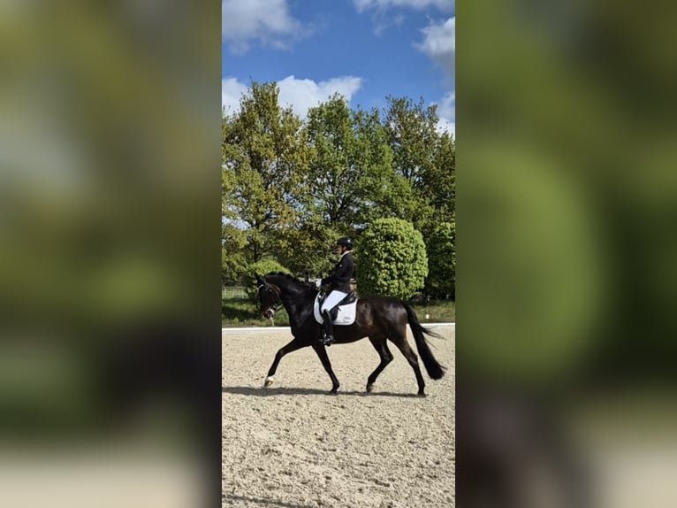 Oldenburg Castrone 13 Anni 172 cm Baio scuro in Beverstedt